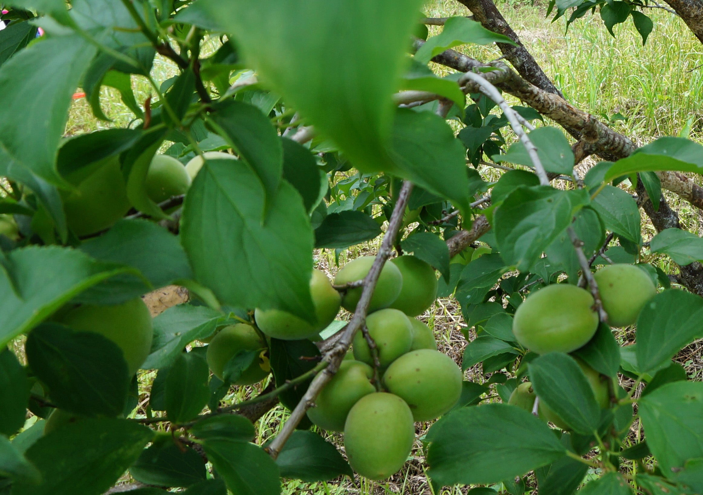 DSC02098_c_2326x.jpg?v=1622797566
